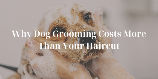 Why Dog Grooming Costs More Than Your Haircut