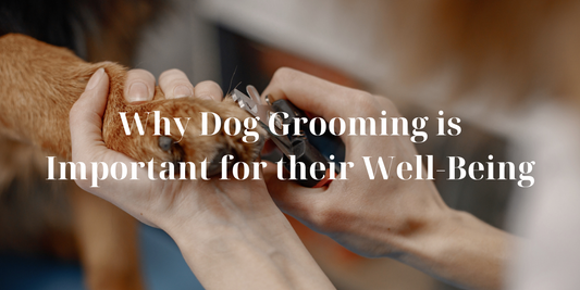 Why Dog Grooming is Essential for Your Dog's Well-Being