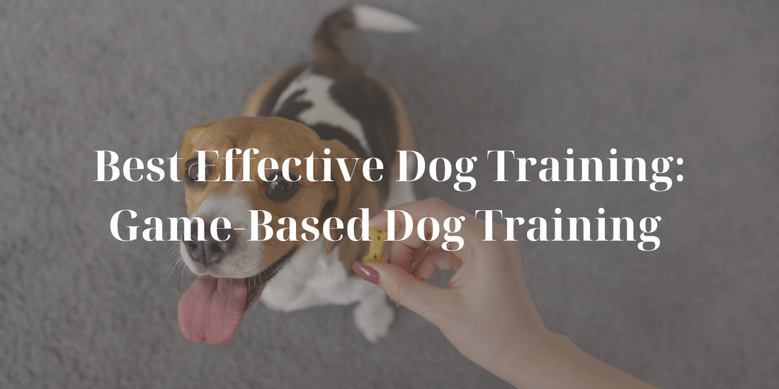 Best Effective Dog Training: Game-Based Dog Training