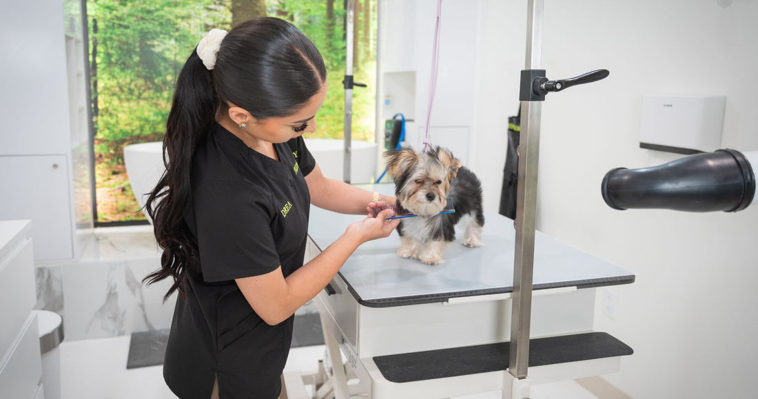 Why Is My Dog Afraid of the Groomer? A Calm Grooming Approach Explained
