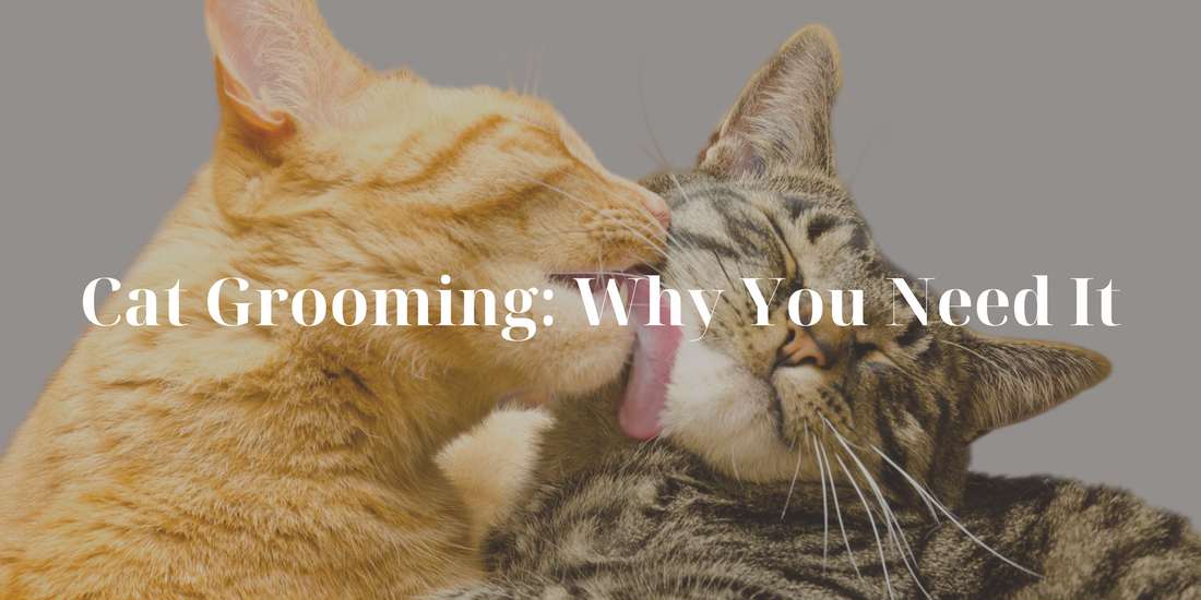 Cat Grooming: Why You Need It