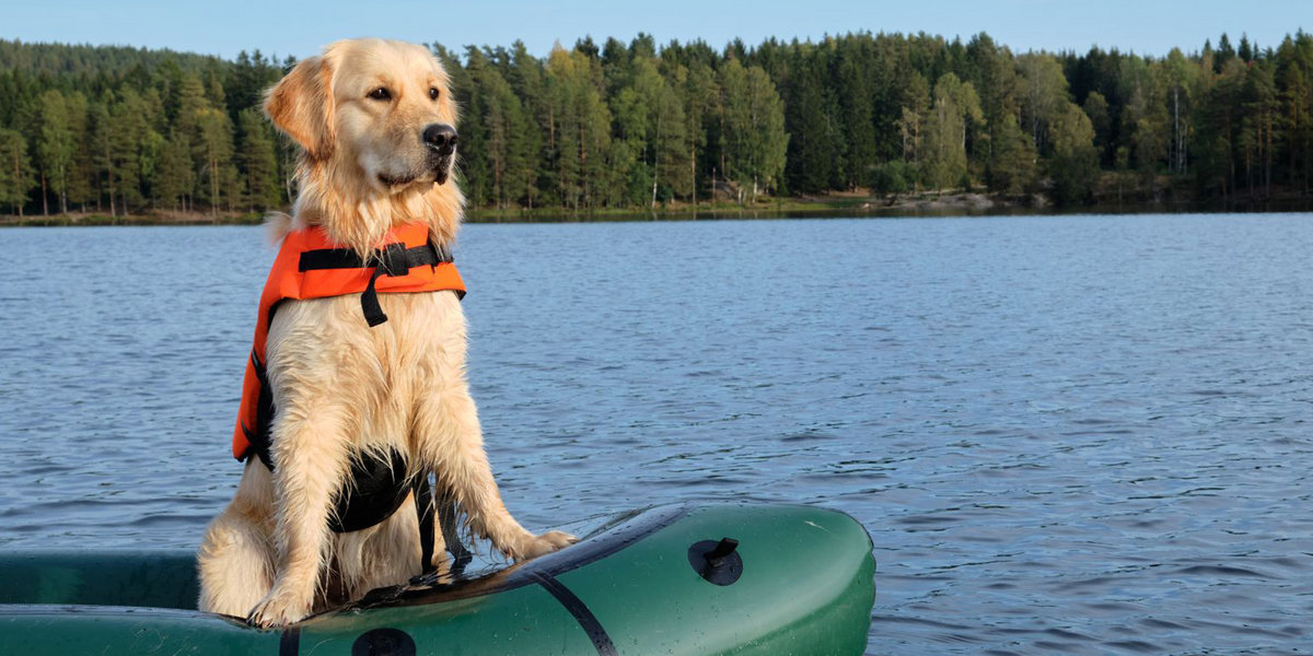 Dog wearing a life jacket on a kayak in a lake with trees in the background