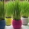 Cat Grass